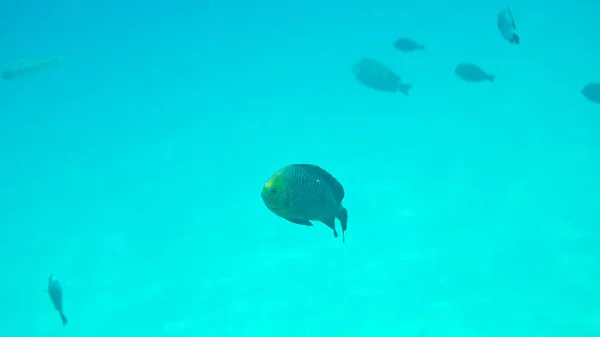 Terumbu Karang Berwarna Dengan Ikan Eksotis Dari Laut Merah Mesir — Stok Foto