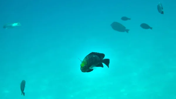 紅海のエキゾチックな魚とカラフルなサンゴ礁 エジプト — ストック写真