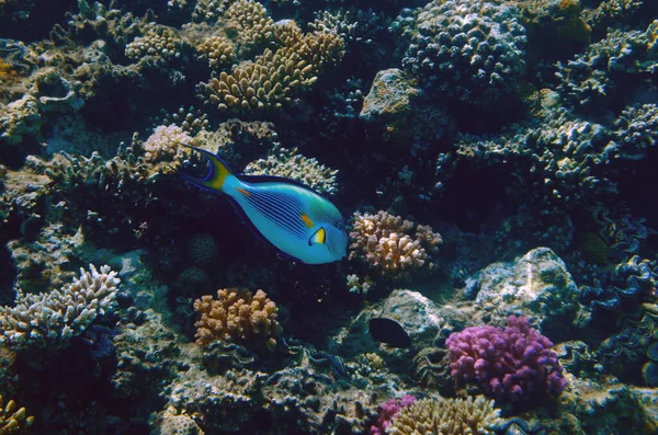 Kızıl Deniz 'in egzotik balıklarıyla dolu renkli mercan resifleri. Mısır.
