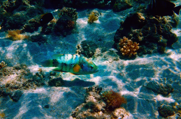Recife Coral Colorido Com Peixes Exóticos Mar Vermelho Egipto — Fotografia de Stock
