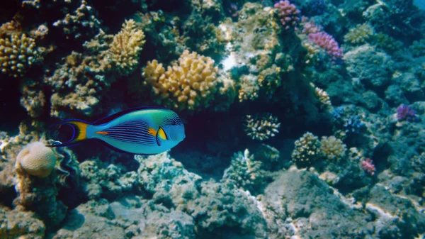 Barriera Corallina Variopinta Con Pesci Esotici Del Mar Rosso Egitto — Foto Stock