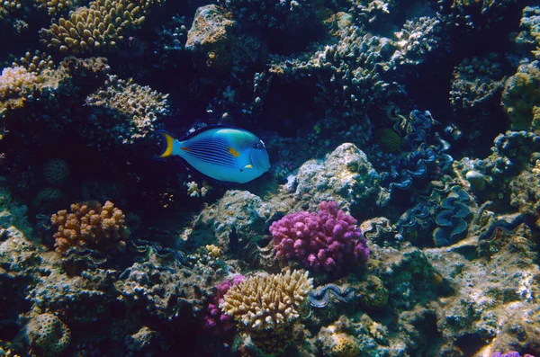 Colorido Arrecife Coral Con Peces Exóticos Del Mar Rojo Egipto —  Fotos de Stock