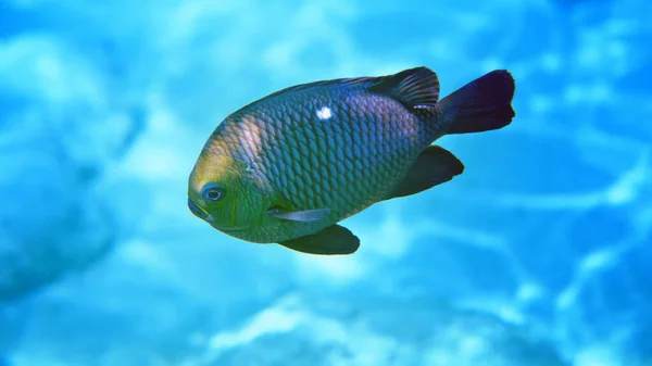 Colorido Arrecife Coral Con Peces Exóticos Del Mar Rojo Egipto — Foto de Stock