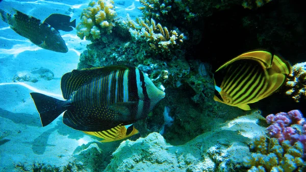 Colorful Coral Reef Exotic Fishes Red Sea Egypt — Stock Photo, Image