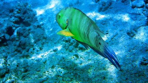 五彩斑斓的珊瑚礁上有红海异国情调的鱼类埃及 — 图库照片