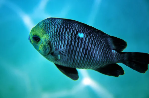 Colorido Arrecife Coral Con Peces Exóticos Del Mar Rojo Egipto — Foto de Stock