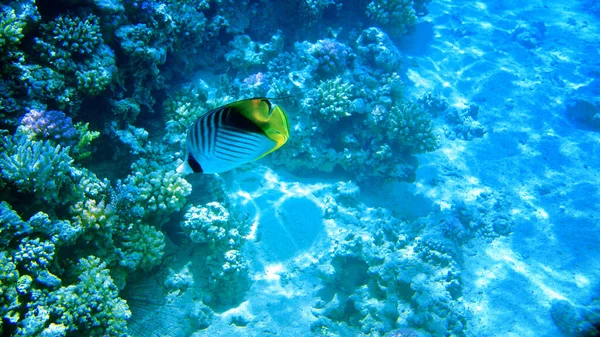 Colorful Coral Reef Exotic Fishes Red Sea Egypt — Stock Photo, Image