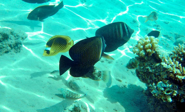 Butterfly Fish Red Sea — Stock Photo, Image