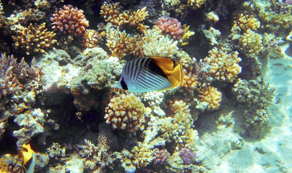 Fjärilsfisk Röda Havet — Stockfoto