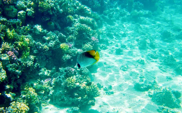 紅海の蝶魚 — ストック写真