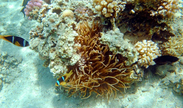 Pesce Pagliaccio Nel Mar Rosso — Foto Stock