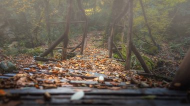 Sonbahar Avrupa ormanlarında derenin üzerindeki eski ahşap köprü. Yunanistan, Athos