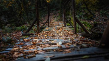 Sonbahar Avrupa ormanlarında derenin üzerindeki eski ahşap köprü. Yunanistan, Athos