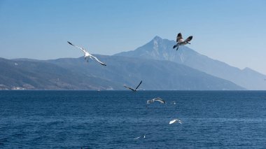 Mavi güneşli gökyüzünde deniz kıyısında uçan martı.