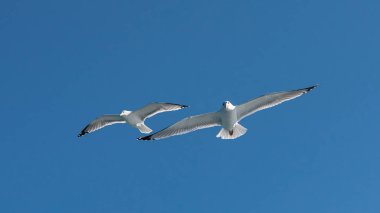 Mavi güneşli gökyüzünde deniz kıyısında uçan martı.