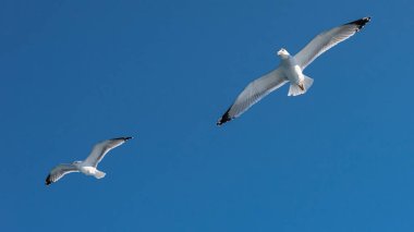 Mavi güneşli gökyüzünde deniz kıyısında uçan martı.
