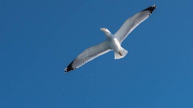 Mavi güneşli gökyüzünde deniz kıyısında uçan martı.