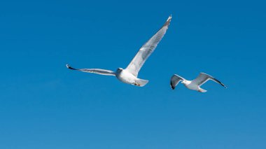 Mavi güneşli gökyüzünde deniz kıyısında uçan martı.