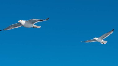 Mavi güneşli gökyüzünde deniz kıyısında uçan martı.