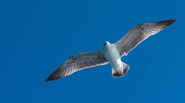 Mavi güneşli gökyüzünde deniz kıyısında uçan martı.