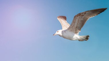 Mavi güneşli gökyüzünde deniz kıyısında uçan martı.