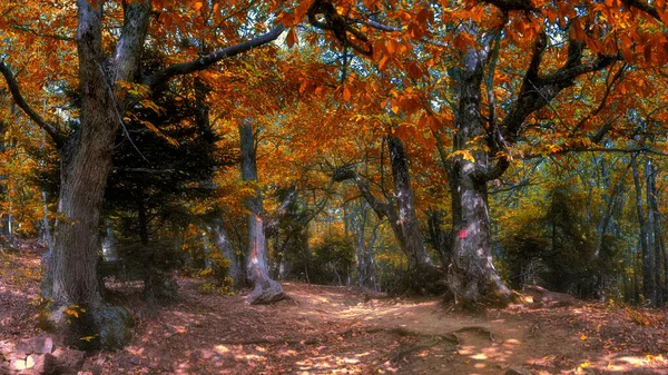 神奇的秋天森林 充满了小路和奇幻的光芒 童话般的风景 — 图库照片