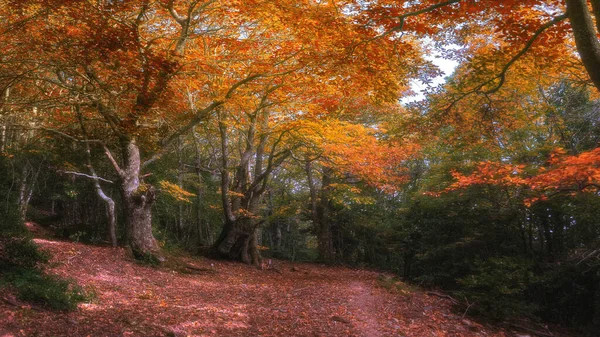 穿越欧洲金秋森林的路 — 图库照片