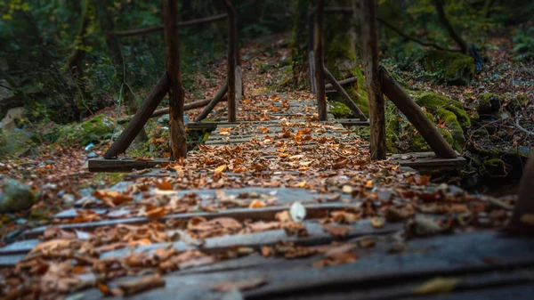 Old Wooden Bridge Brook Autumn European Forest Greece Athos — Stock Photo, Image