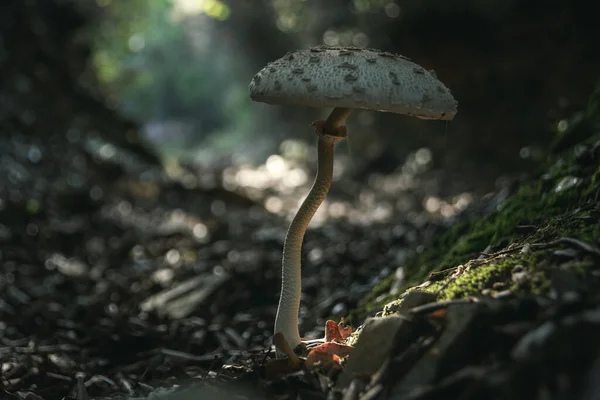 Macrolepiota Procera Seta Lepiota Procera Parasol Que Crece Las Hojas —  Fotos de Stock