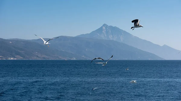 White Sea Gull Flying Blue Sunny Sky Coast Sea — Stock Photo, Image