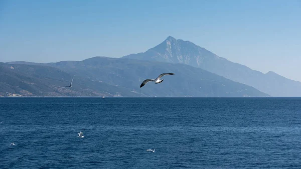 Mouette Blanche Volant Dans Ciel Bleu Ensoleillé Dessus Côte Mer — Photo