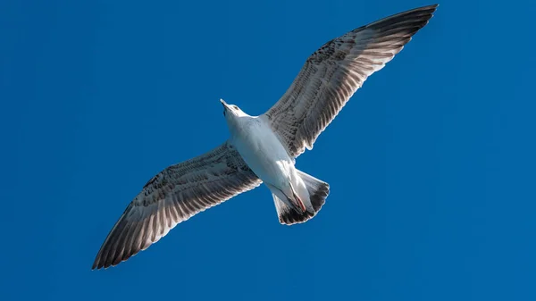 White Sea Gull Flying Blue Sunny Sky Coast Sea — Stock Photo, Image