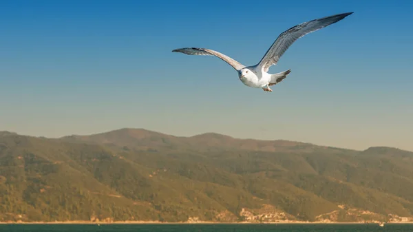 Gaviota Blanca Volando Cielo Azul Soleado Sobre Costa Del Mar — Foto de Stock