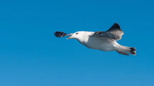 Gaivota Mar Branco Voando Céu Azul Ensolarado Sobre Costa Mar — Fotografia de Stock