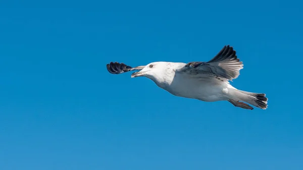 White Sea Gull Flying Blue Sunny Sky Coast Sea — Stock Photo, Image