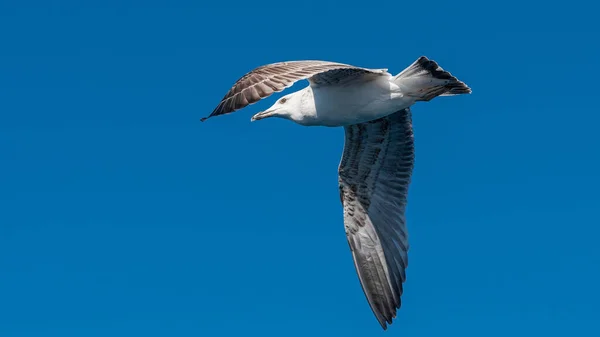 White Sea Gull Flying Blue Sunny Sky Coast Sea — Stock Photo, Image