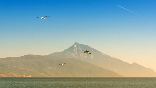 Möwen Fliegen Blauen Sonnigen Himmel Über Der Küste Des Meeres — Stockfoto