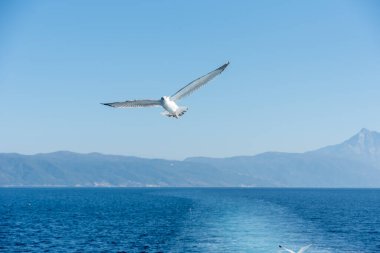 Mavi güneşli gökyüzünde deniz kıyısında uçan martı.
