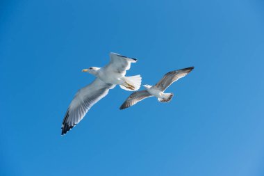 Mavi güneşli gökyüzünde deniz kıyısında uçan martı.