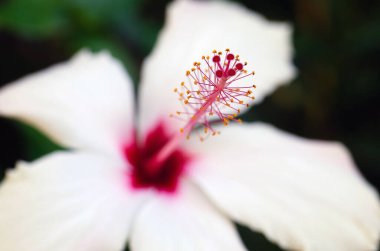 Beyaz çiçekli, düz olmayan kenarlı, bulanık, yumuşak odaklı ve bulanık arkaplanlı güzel çiçekli makro çekimler.