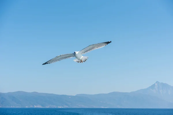 白色的海鸥在蓝色的阳光普照的天空中在海面上飞翔 — 图库照片