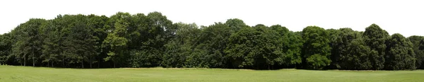 Baumgrenze Isoliert Auf Weißem Hintergrund — Stockfoto
