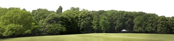 白い背景に非常に高精細 Treeline の分離 — ストック写真