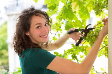 Bir genç kadın hasat üzüm görünümü üzerinde bir asma citygarden balkonunda - meyve ve doğa Tema