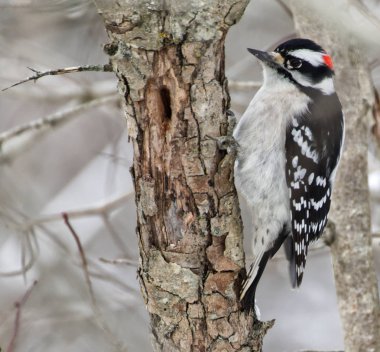 tüylü bir ağaca tünemiş ağaçkakan
