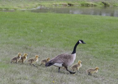 Kanada kaz ötüşleri