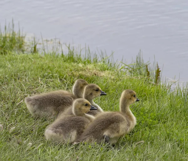 Canada Goose Goslings — Stock Photo, Image