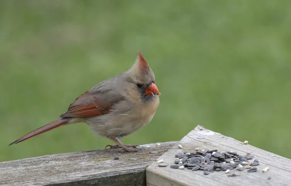 Female Northern Cardinal — Stock Photo, Image