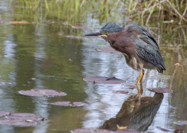 Küçük Yeşil balıkçıl