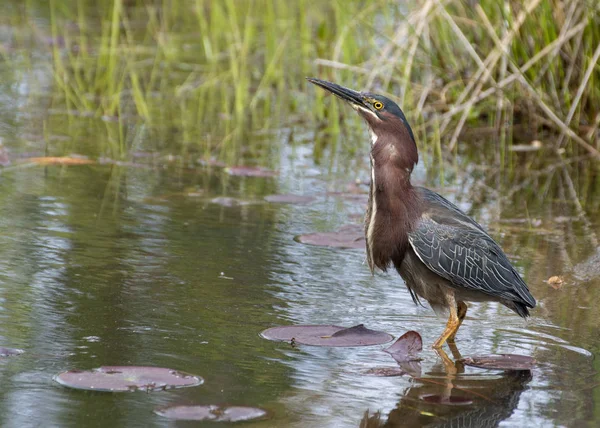 Little Green Heron — Stock Photo, Image